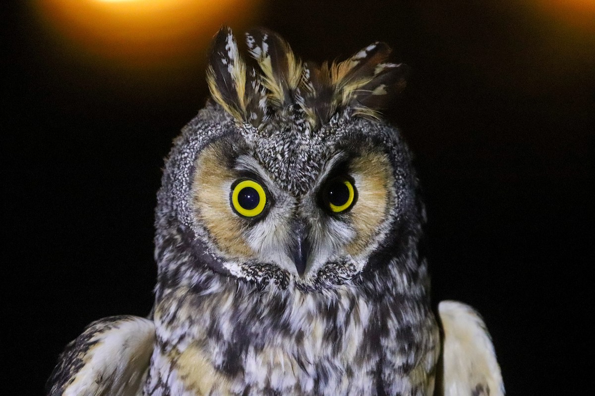 Long-eared Owl - Martina Nordstrand