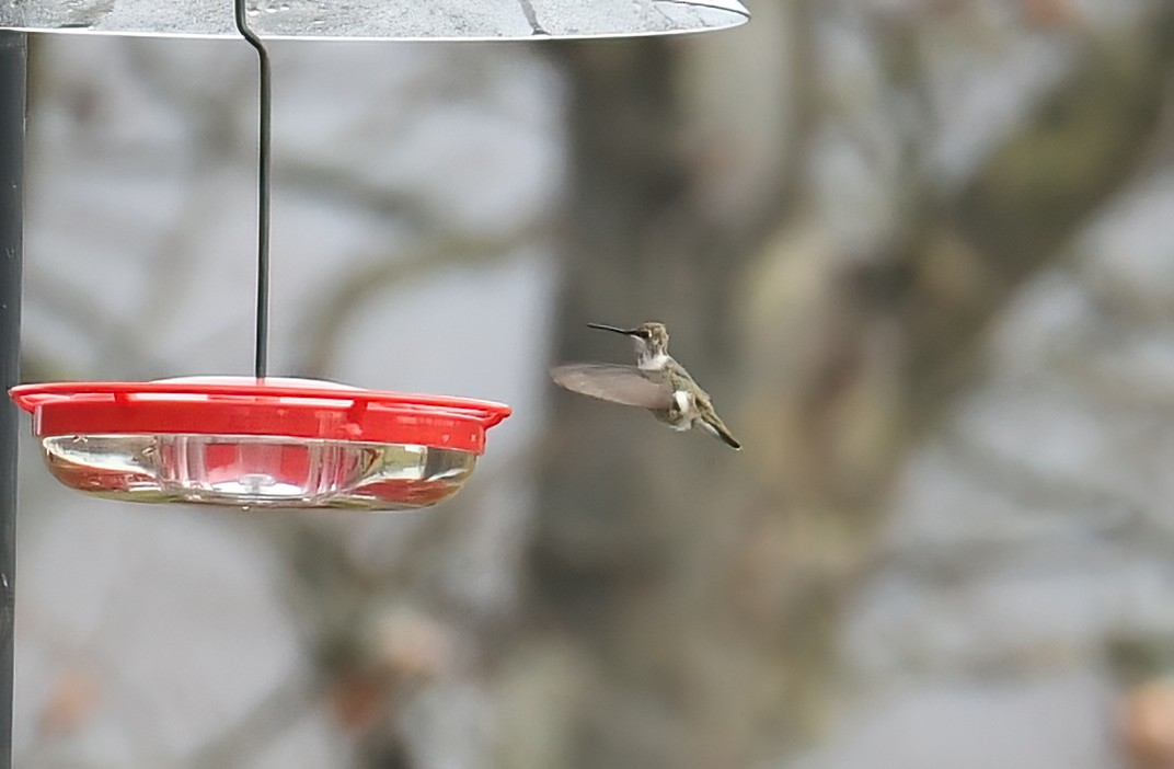 Black-chinned Hummingbird - Matt Mason