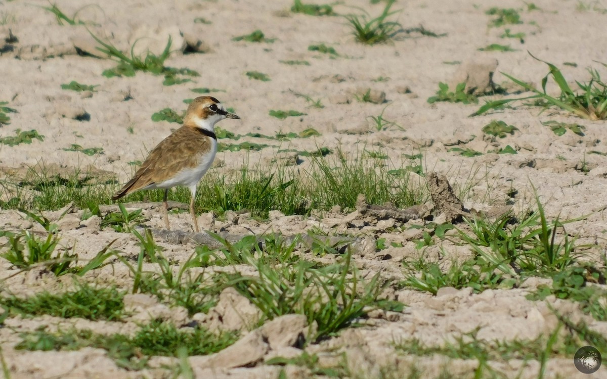 Collared Plover - ML283634951