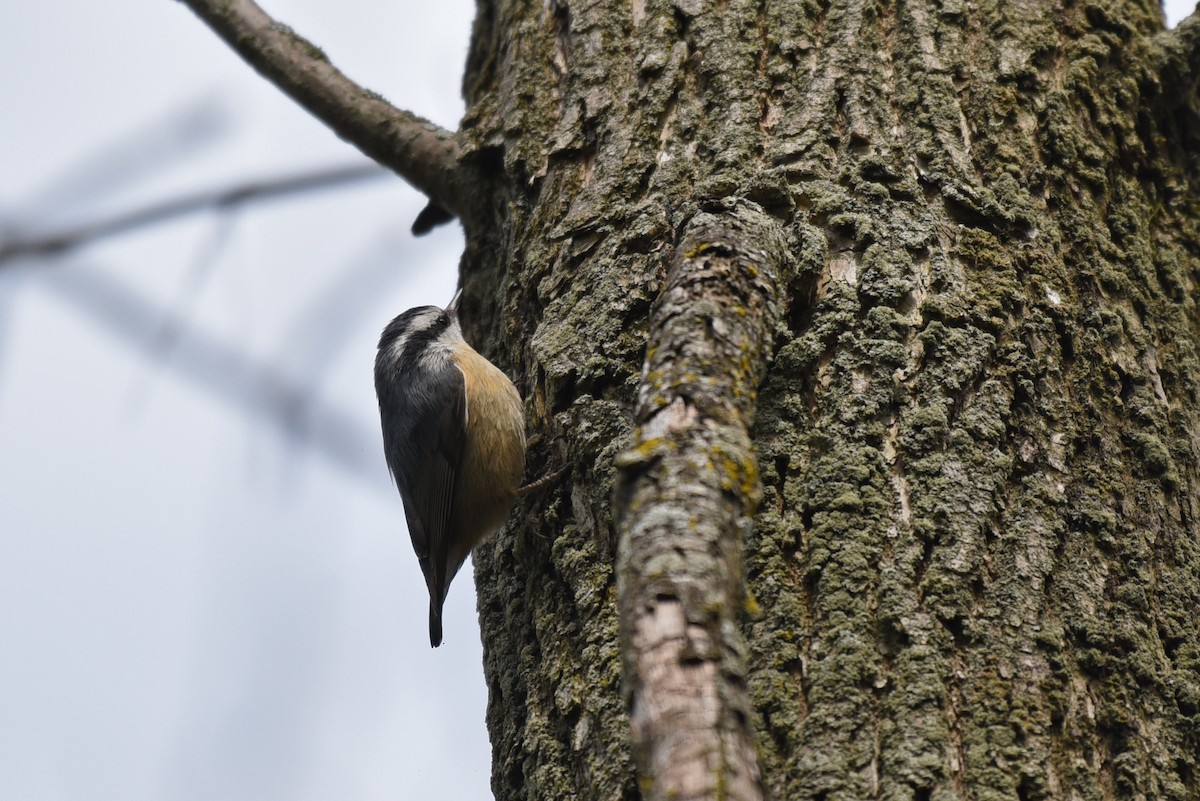Red-breasted Nuthatch - Zoe Finney