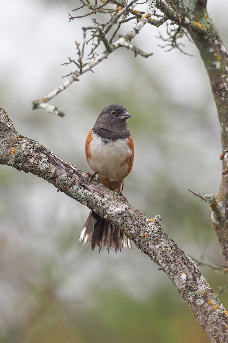Spotted Towhee - ML283639241