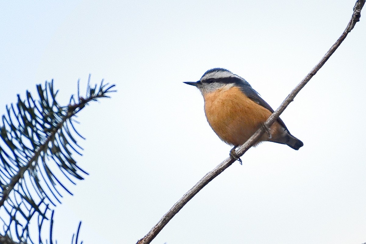 Red-breasted Nuthatch - Roger Beardmore