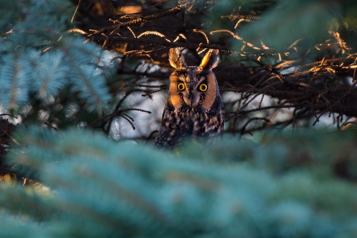 Long-eared Owl - Willie McHale