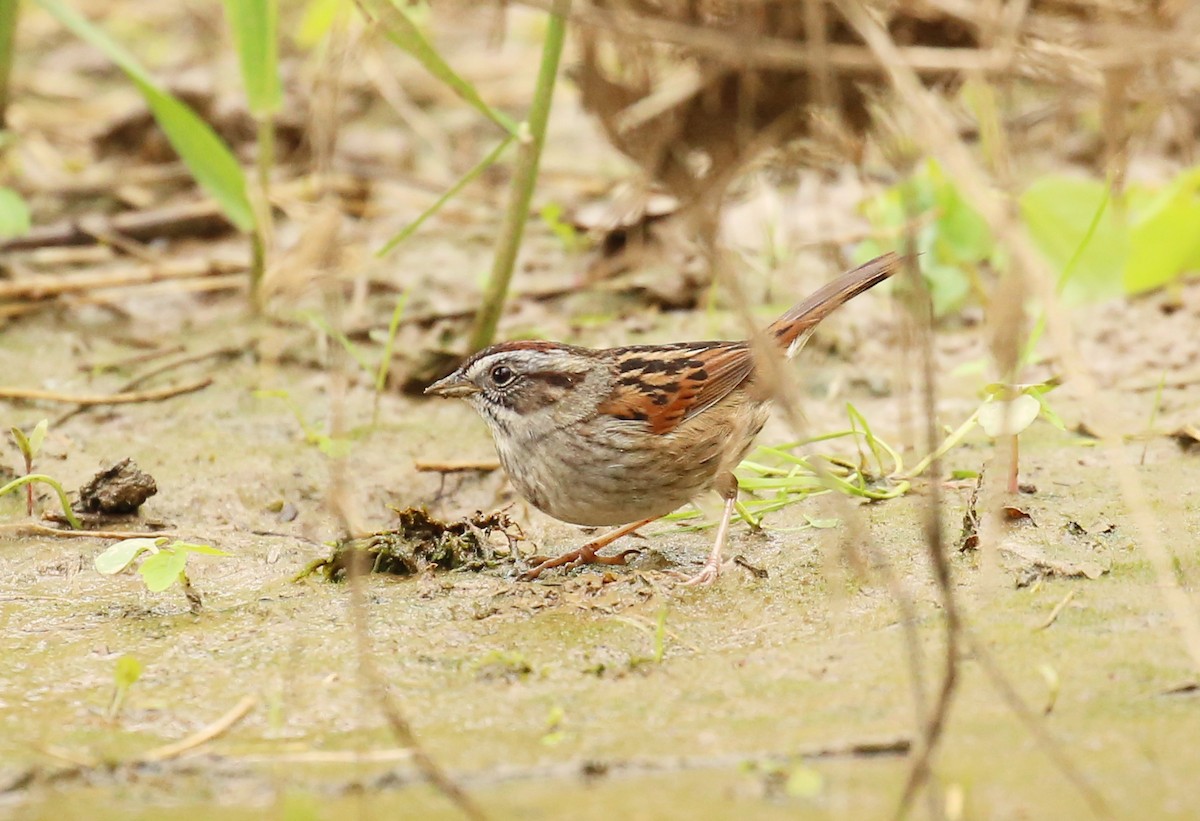 Swamp Sparrow - Patrick Millar