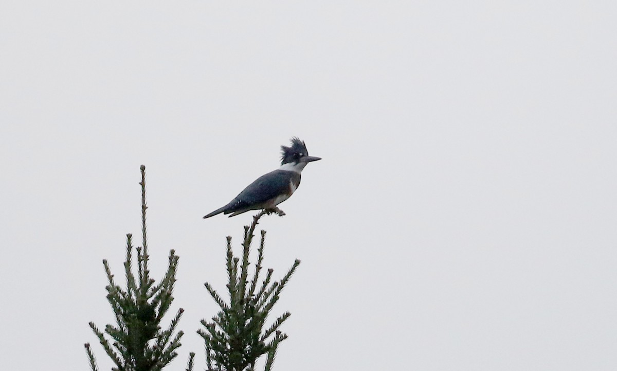Belted Kingfisher - ML283647951