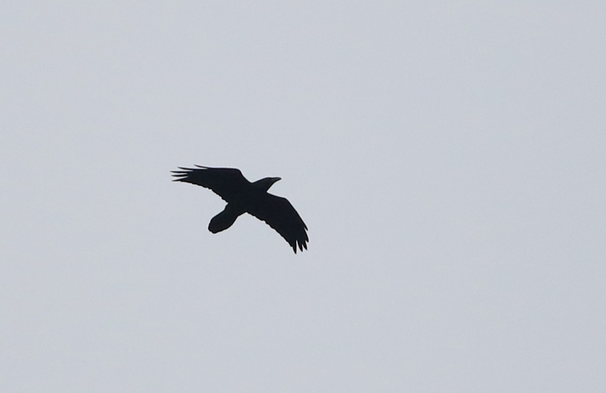 Common Raven - ML283648551