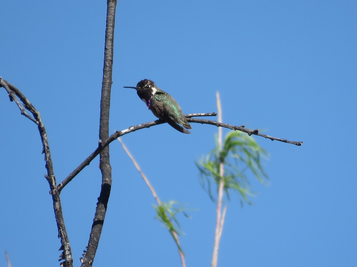 Costa's Hummingbird - Jarrod  Swackhamer