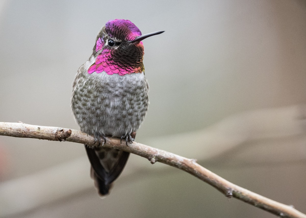 Anna's Hummingbird - ML283653891