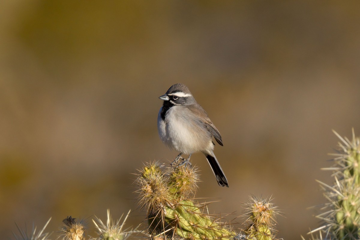 Black-throated Sparrow - ML283654561