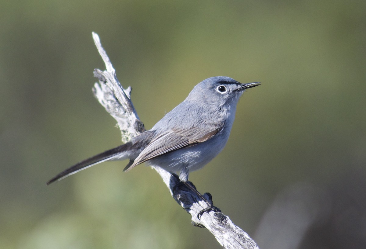 Blue-gray Gnatcatcher - Will Knowlton