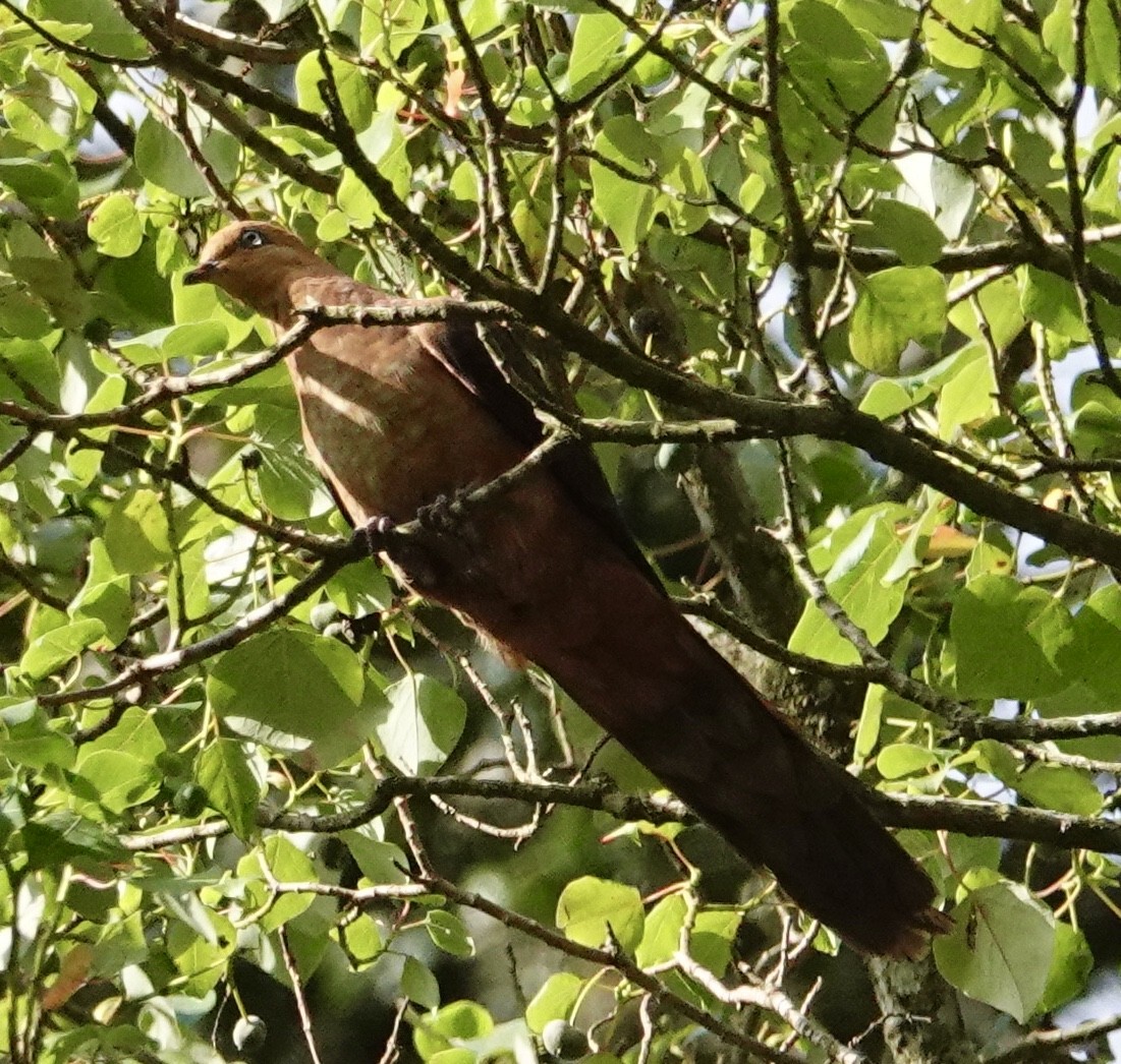 Ruddy Cuckoo-Dove - ML283663061