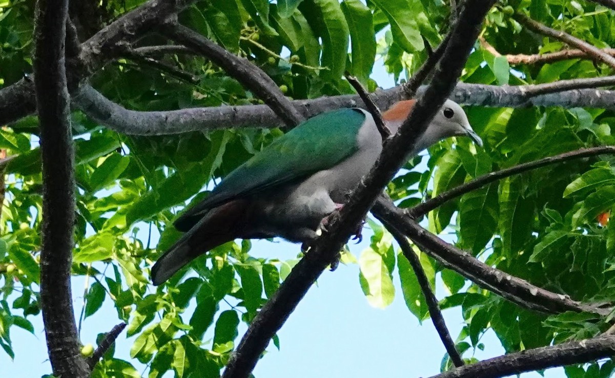Green Imperial-Pigeon - ML283664541