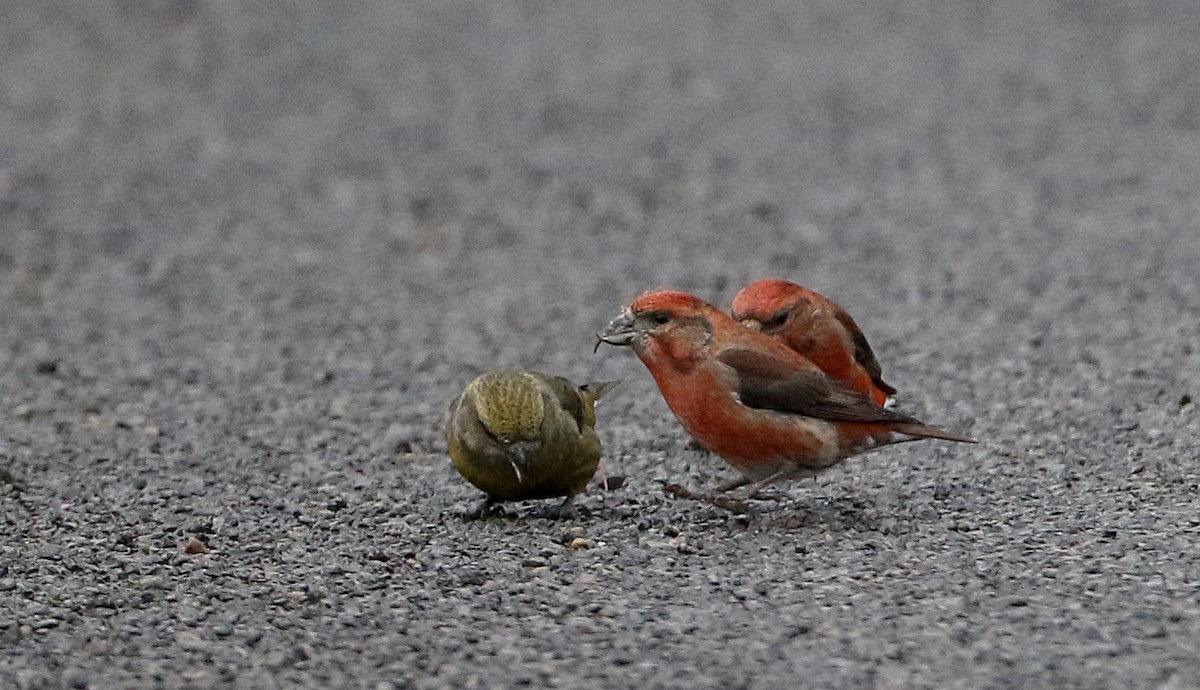 Red Crossbill (Northeastern or type 12) - ML283666691