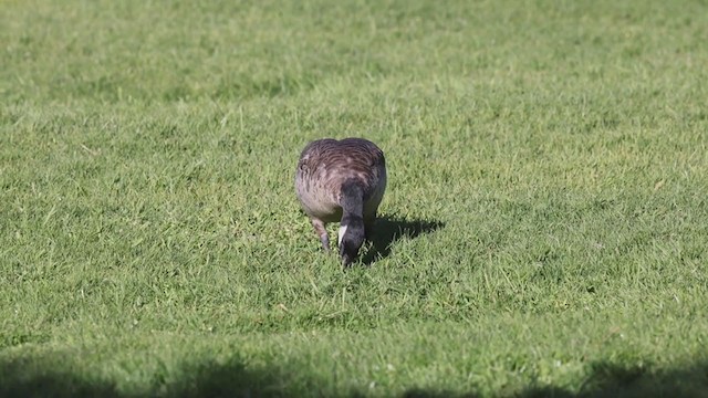 Cackling Goose (Aleutian) - ML283679101