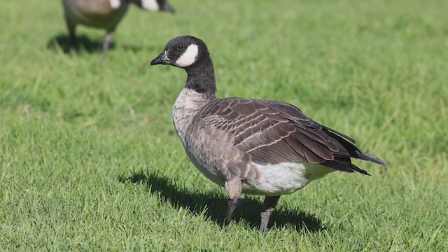 Cackling Goose (minima) - ML283680761