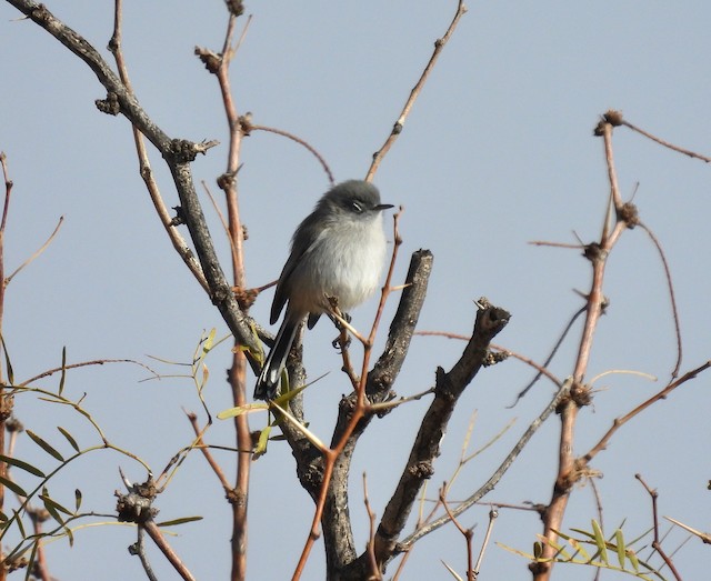 Black-tailed Gnatcatcher - eBird