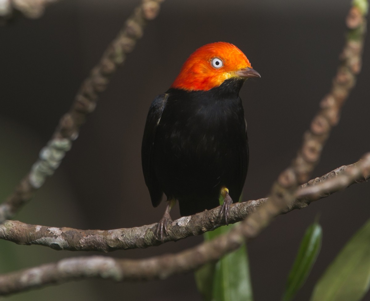 Red-capped Manakin - ML283687971