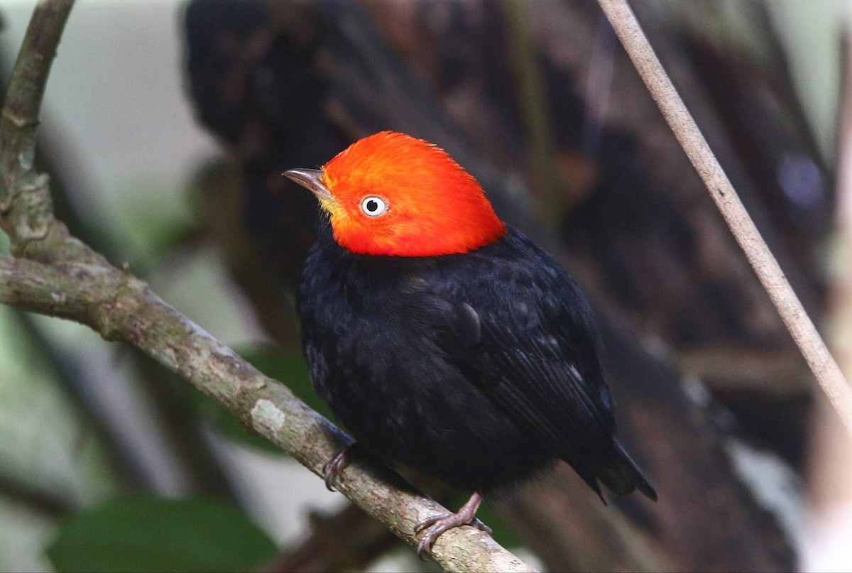 Red-capped Manakin - ML283688011