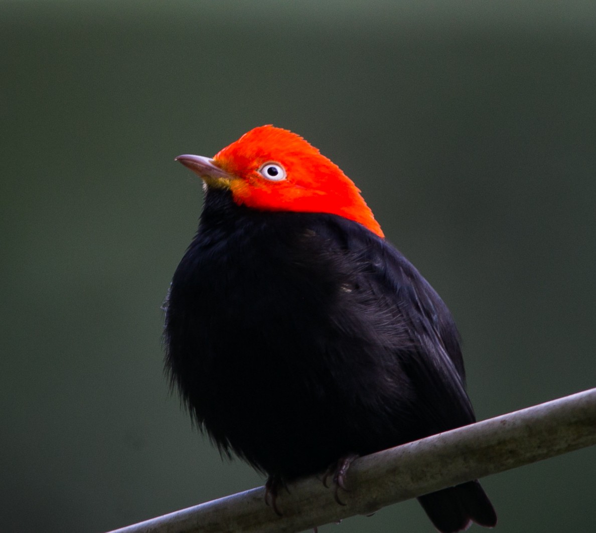 Red-capped Manakin - ML283688401