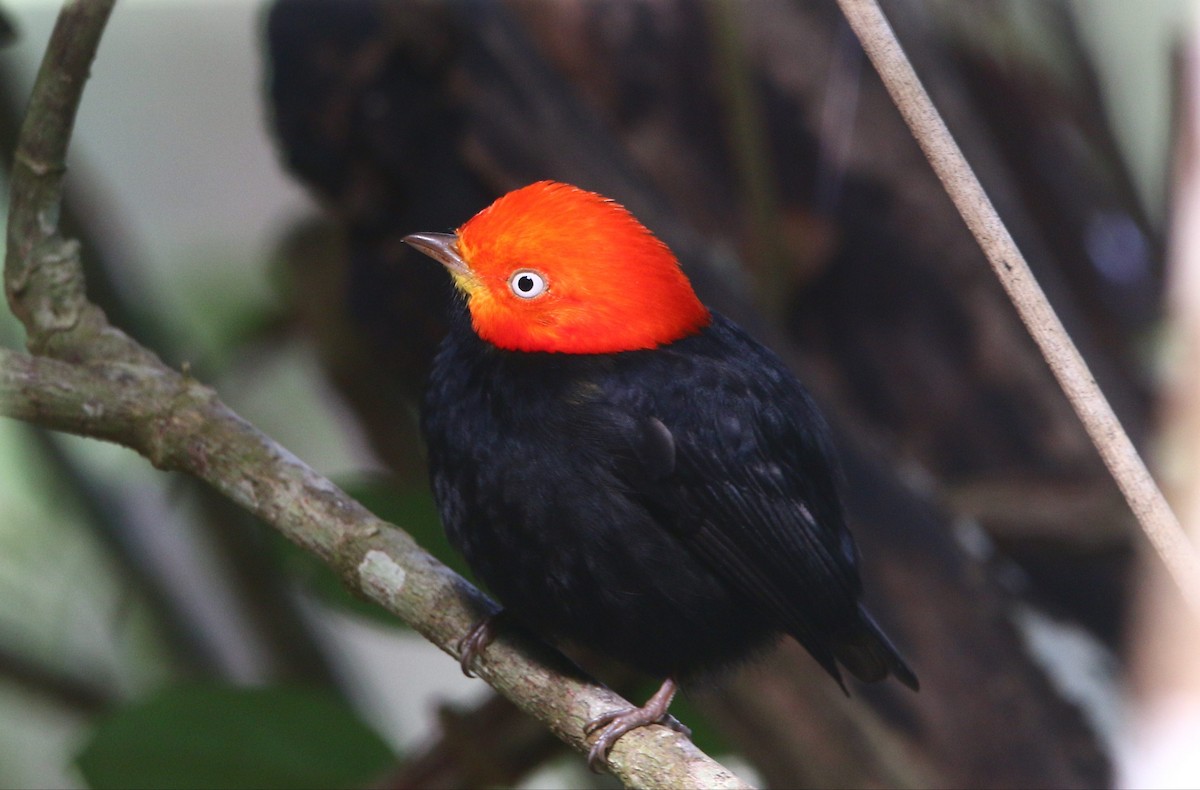Red-capped Manakin - ML283689111