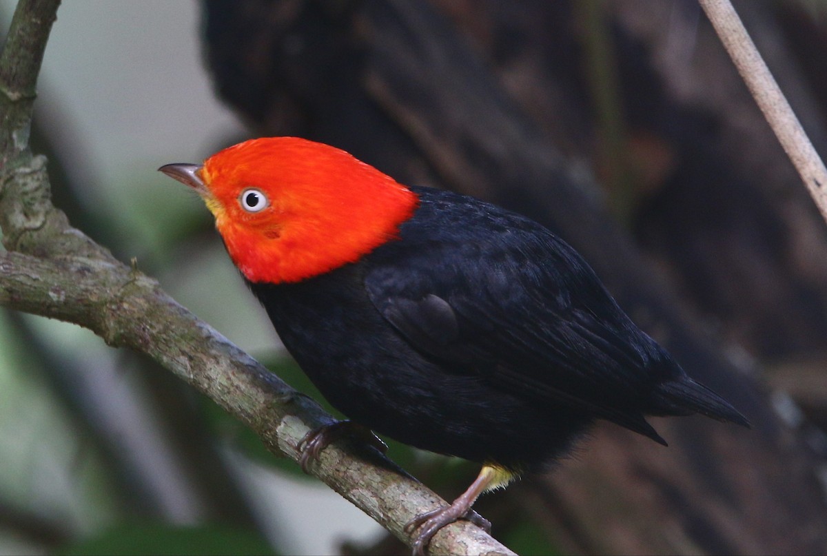 Red-capped Manakin - ML283689181