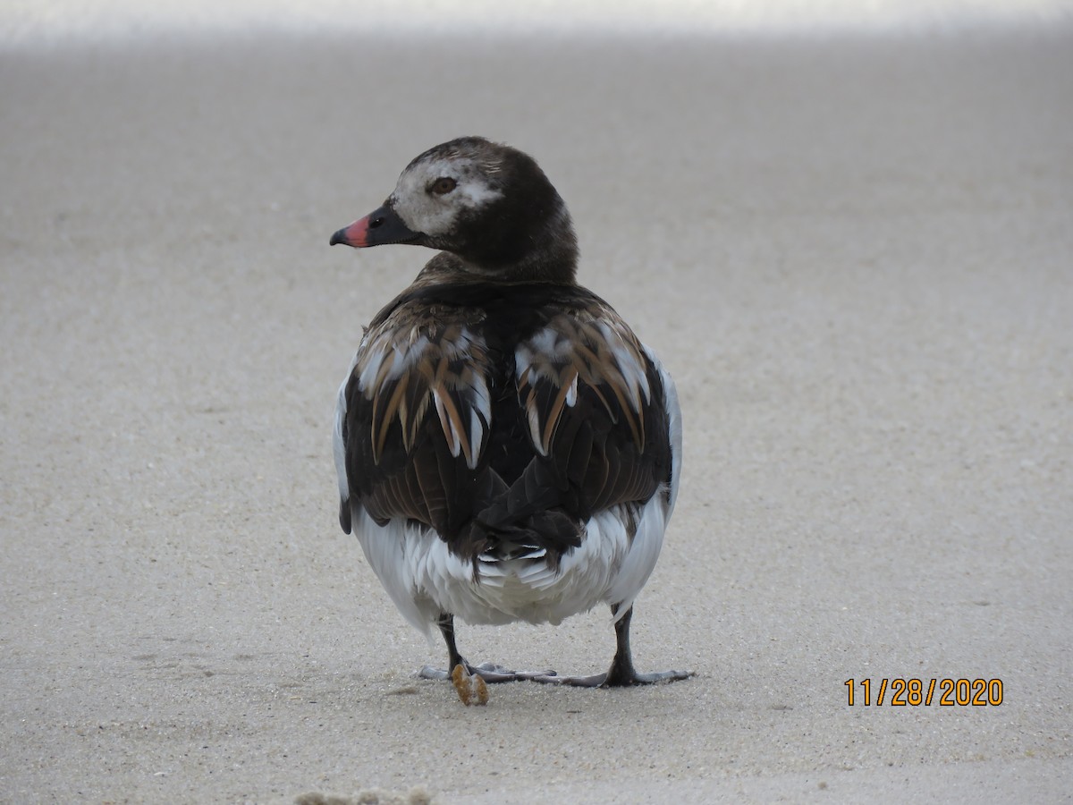 Long-tailed Duck - ML283692591