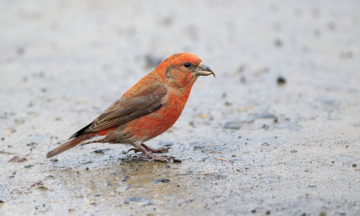 Red Crossbill (Northeastern or type 12) - ML283692911