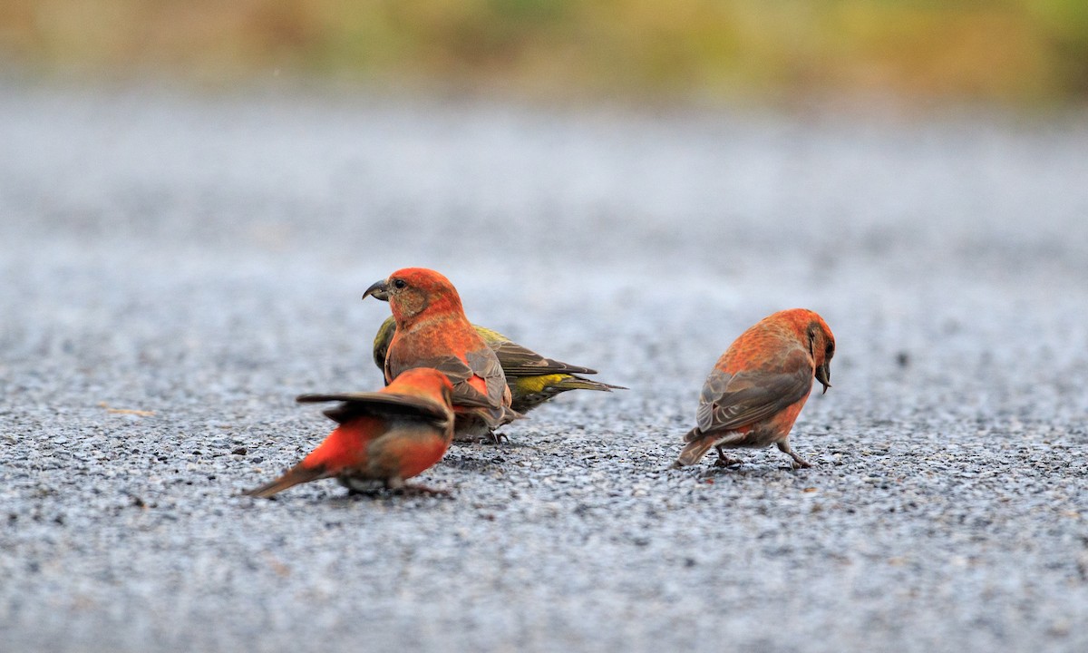 Red Crossbill (Northeastern or type 12) - ML283693121