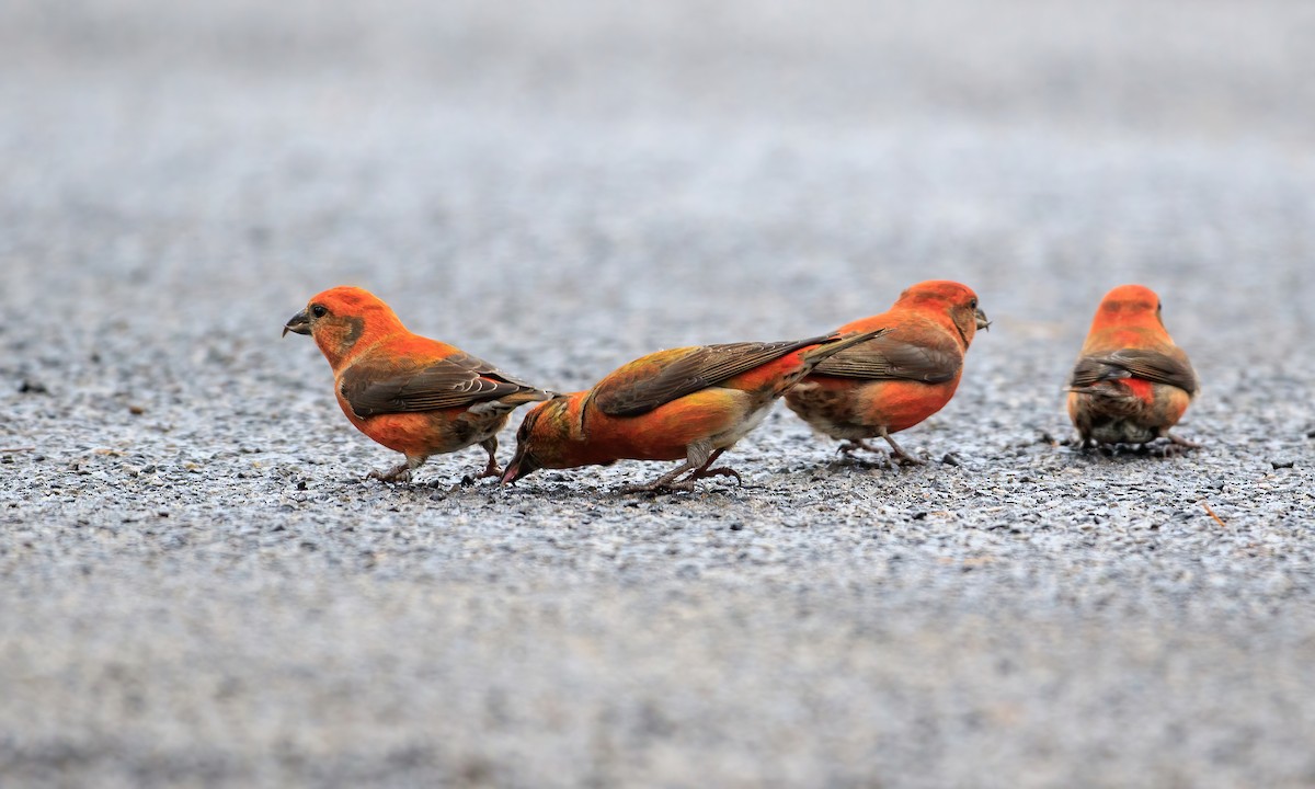 Red Crossbill (Northeastern or type 12) - ML283693141