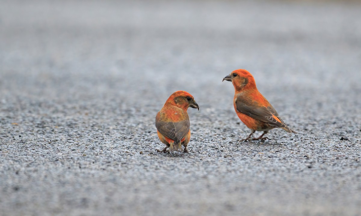 Red Crossbill (Northeastern or type 12) - ML283693161