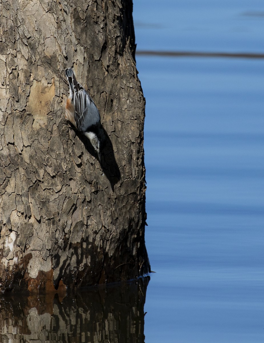 White-breasted Nuthatch - ML283695321