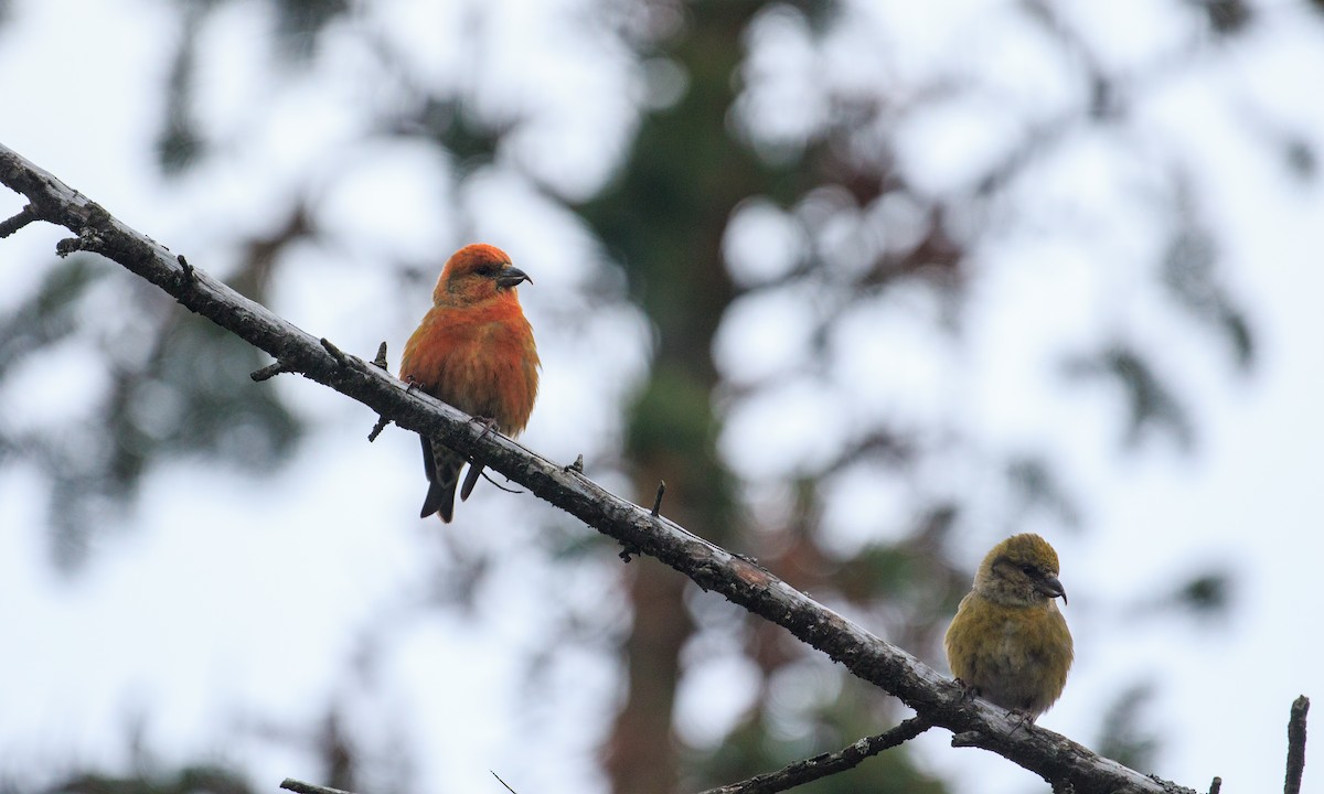 Red Crossbill (Northeastern or type 12) - ML283696411