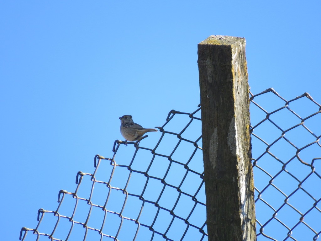 Golden-crowned Sparrow - ML283696891