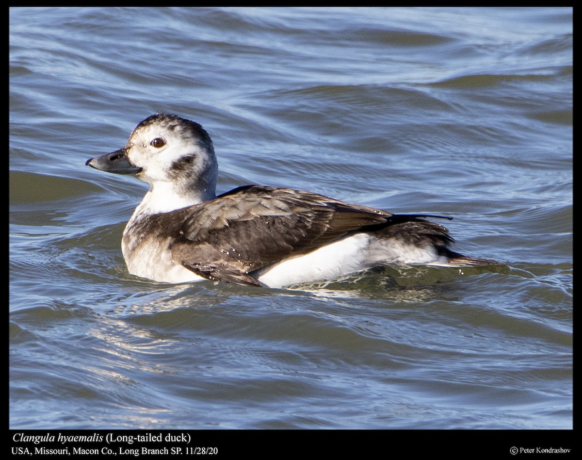 Long-tailed Duck - ML283706731
