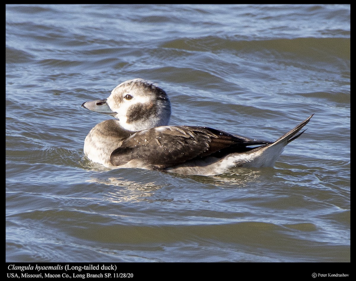 Long-tailed Duck - ML283706741