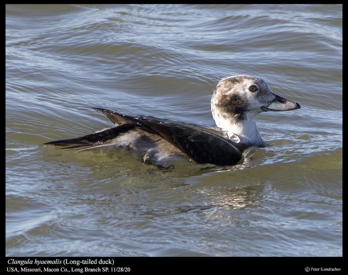 Long-tailed Duck - Peter Kondrashov
