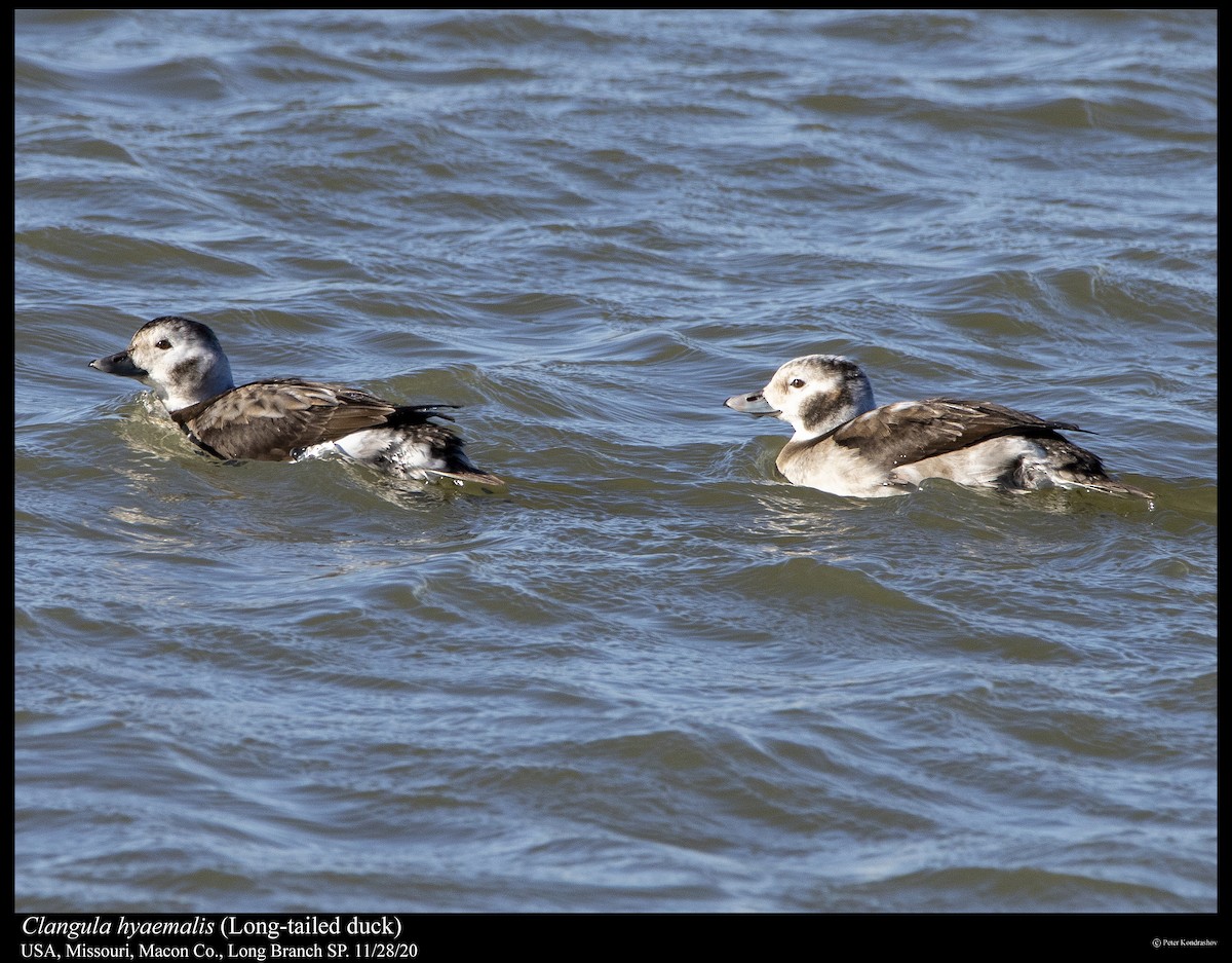 Long-tailed Duck - ML283706821