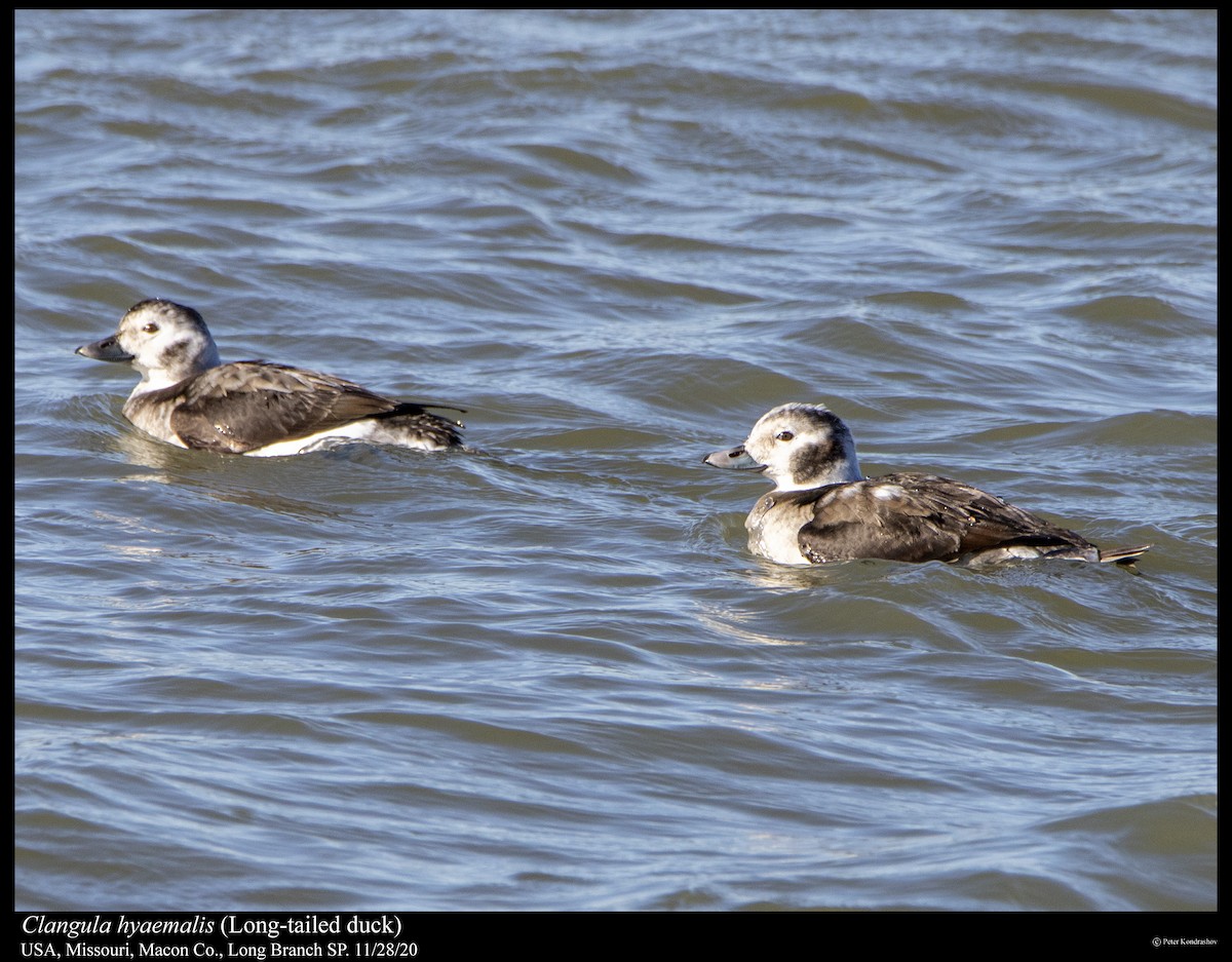 Long-tailed Duck - ML283706851