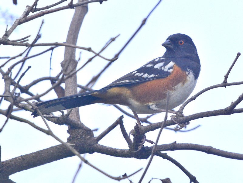 Spotted Towhee - ML283708271