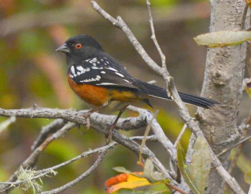 Spotted Towhee - ML283708291