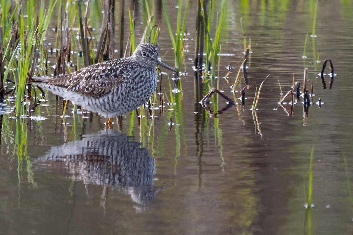 Greater Yellowlegs - Grace Oliver