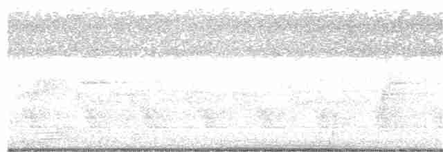 svartnakkemonark x gråbrystparadismonark (hybrid) - ML283714371
