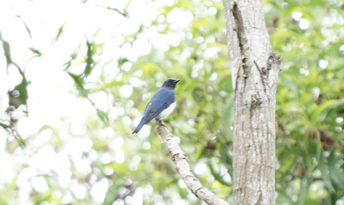 Blue-and-white Flycatcher - Ramesh T