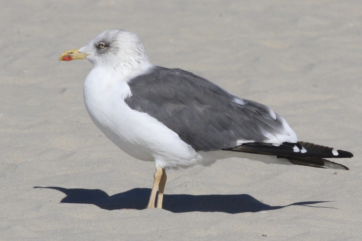 Lesser Black-backed Gull - Cameron Tescher
