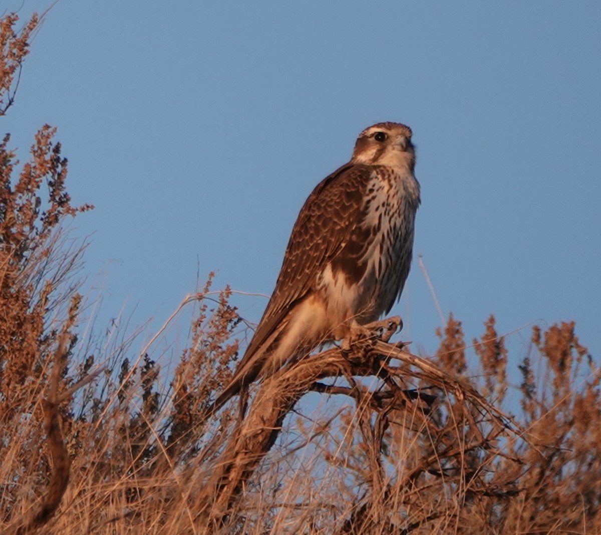 Prairie Falcon - Jack Maynard