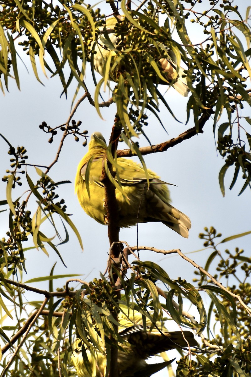 Yellow-footed Green-Pigeon - Amandeep Singh Channa