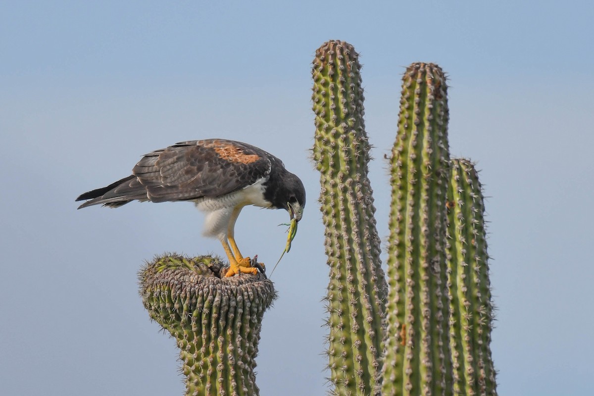 White-tailed Hawk - Carlos V. Sucre