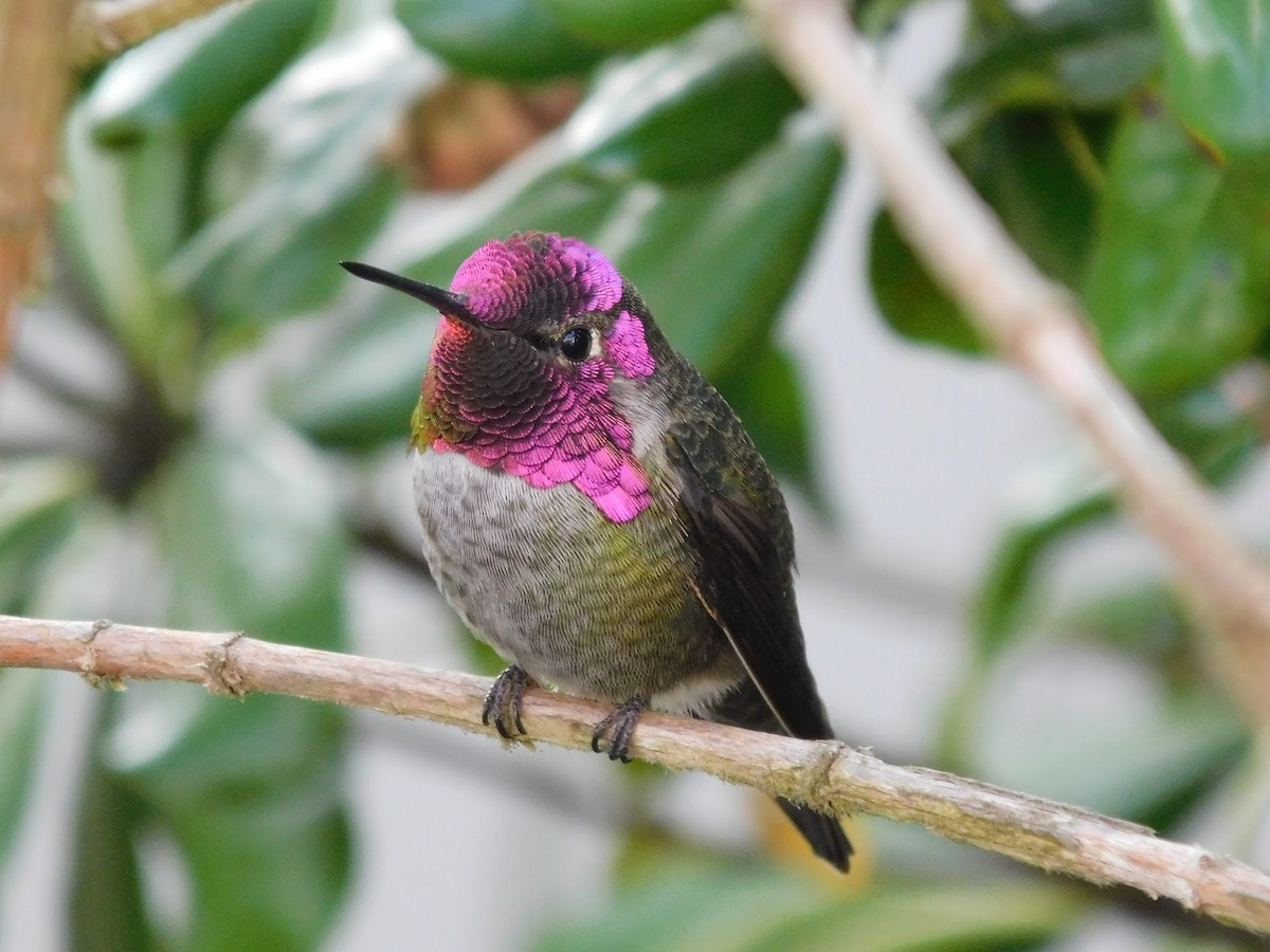 Anna's Hummingbird - ML283735351