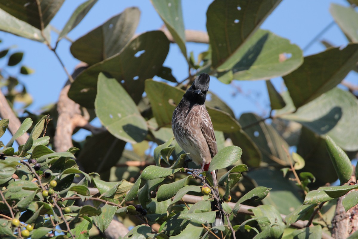 Red-vented Bulbul - ML283736161