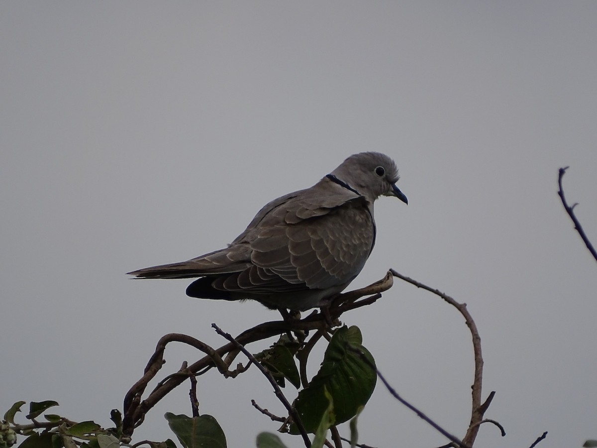 Eurasian Collared-Dove - Yogisha KR